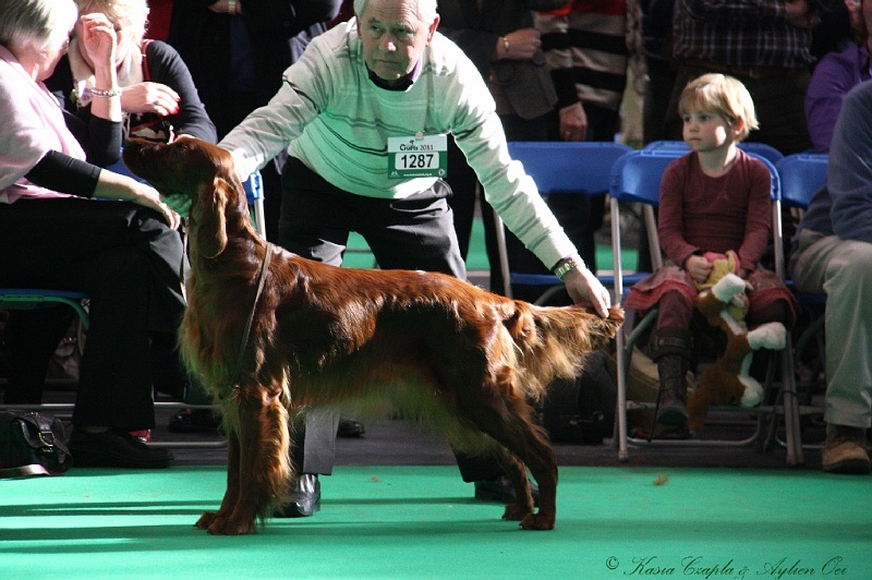 Crufts2011 763.jpg